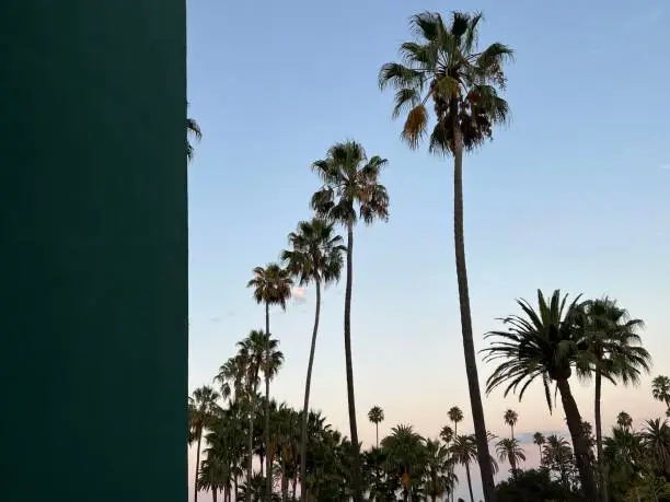Palmtrees in Beverly Hills, California, USA