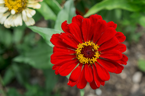 zinnia flower on a blurred background of flowering plants