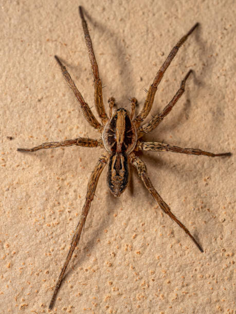 istock Adult Male Wolf Spider 1433205675