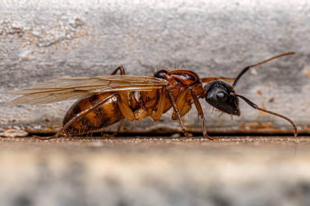 istock Adult Female Carpenter Queen Ant 1433205742