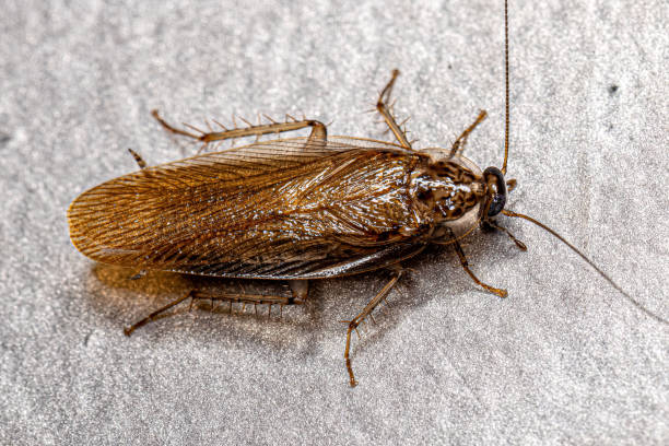istock Adult Wood Cockroach 1433206355