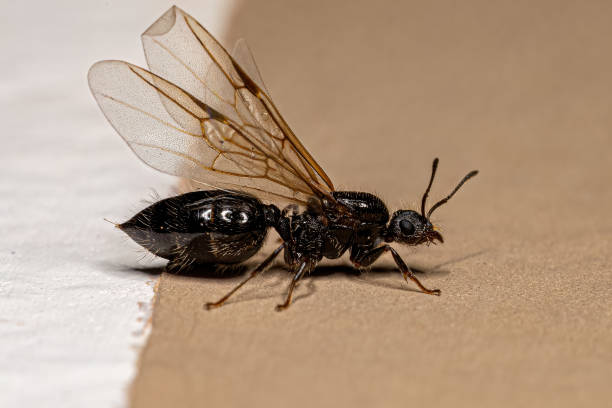 istock Adult Female Cocktail Ant 1433206363
