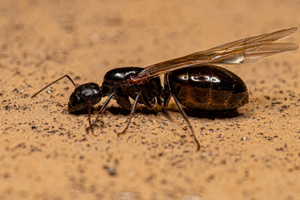 istock Adult Female Carpenter Queen Ant 1433206372