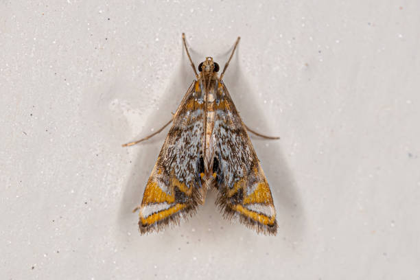 istock Adult Crambid Moth 1433206390