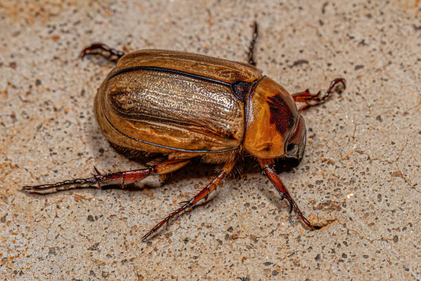 istock Adult Brown Scarab 1433206397
