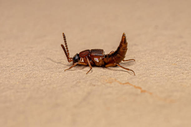 escarabajo rove adulto - asnillo fotografías e imágenes de stock