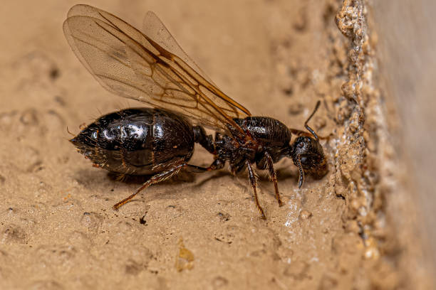istock Adult Female Cocktail Ant 1433206417