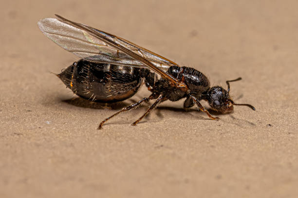 istock Adult Female Cocktail Ant 1433206440