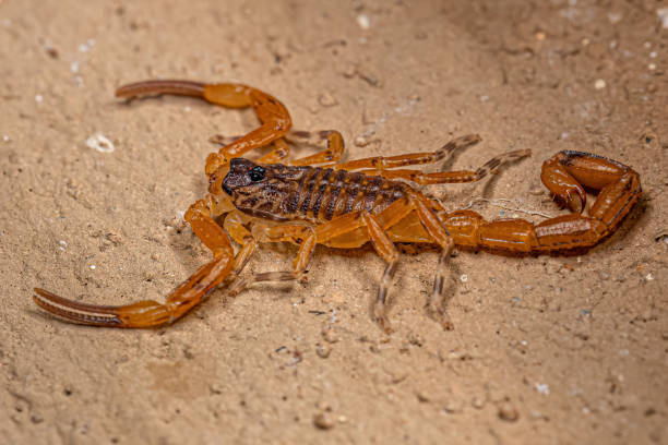 istock Small Female Brazilian Yellow Scorpion 1433206507
