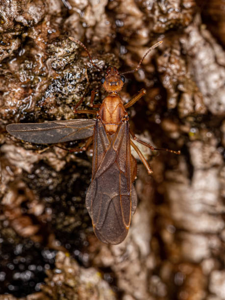 istock Adult Winged Male Acromyrmex Leaf-cutter Ant 1433206572