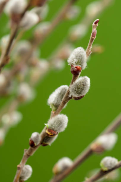 istock Catkins on pussy willow twigs 1433206665
