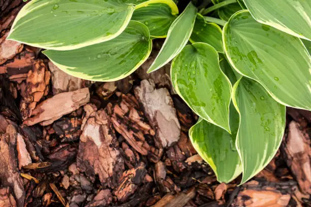 Close-up of green Hosta plant leaves growing out of bark mulch. View from above.