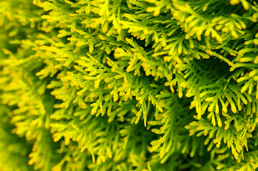 A DSLR close-up photo of beautiful thuja tree branches (American arborvitae). Shallow depth of field. Can be used a s background.