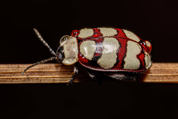 大人ノミビートル - ladybug insect leaf beetle ストックフォトと画像