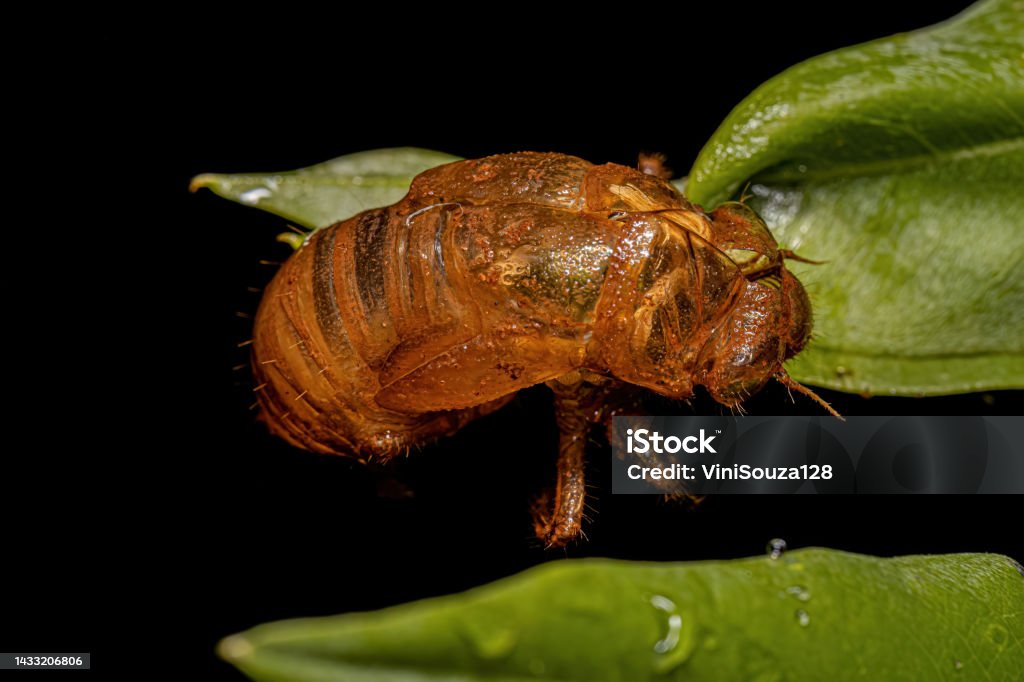Exuvia Insect Exuvia Of Typical Cicada Stock Photo - Download Image Now - Animal ...