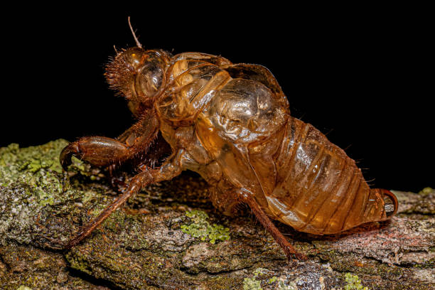 istock Exuvia of Typical Cicada 1433206807