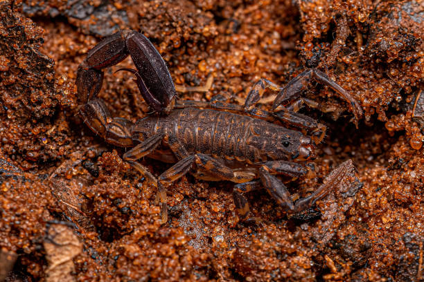 istock Adult Arrowbreasted Scorpion 1433206808