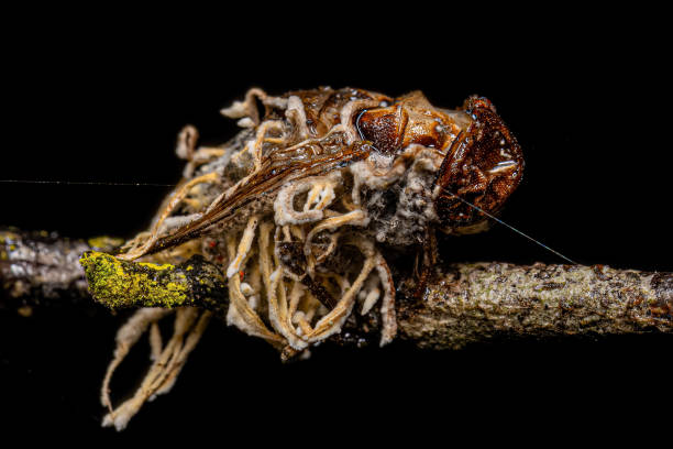 Dead Adult Calyptrate Fly by a fungus stock photo