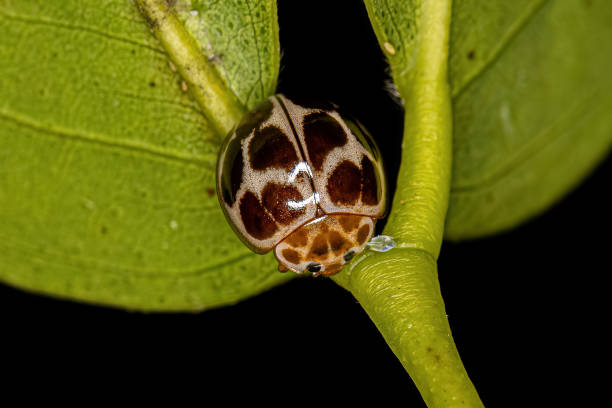 istock Adult Common Lady Beetle 1433206903
