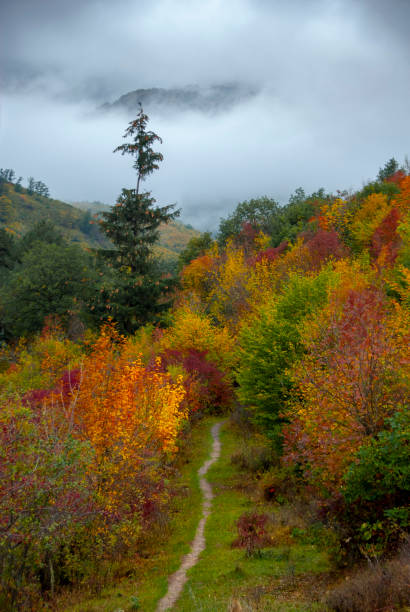 istock Autumn Misty Morning in the Mountains 1433206970