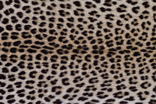 detailed photo of leopard fur