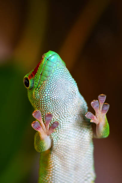 istock madagascar giant day gecko 1433207778