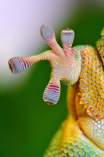 close-up of the foot of a madagascar giant day gecko (Phelsuma madagascariensis grandis) seen from below