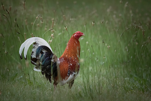 Domestic free range chickens foraging in the grass