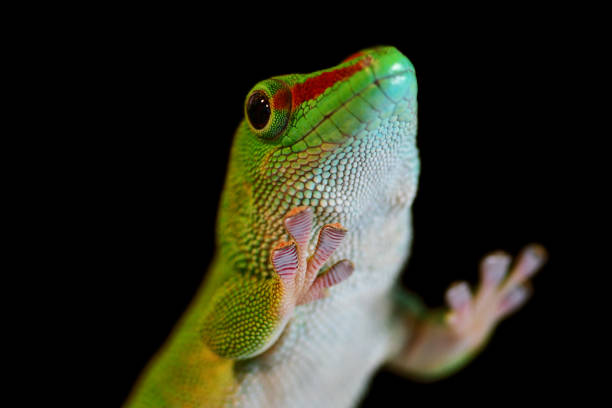 istock madagascar giant day gecko 1433207910