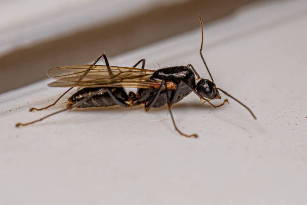 istock Adult Male Winged Carpenter Ant 1433208052