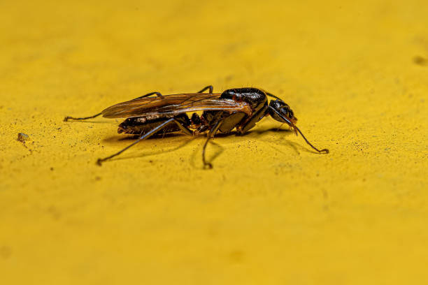 istock Adult Male Winged Carpenter Ant 1433208070