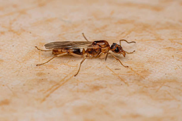 istock Adult Male Winged Ant 1433208093