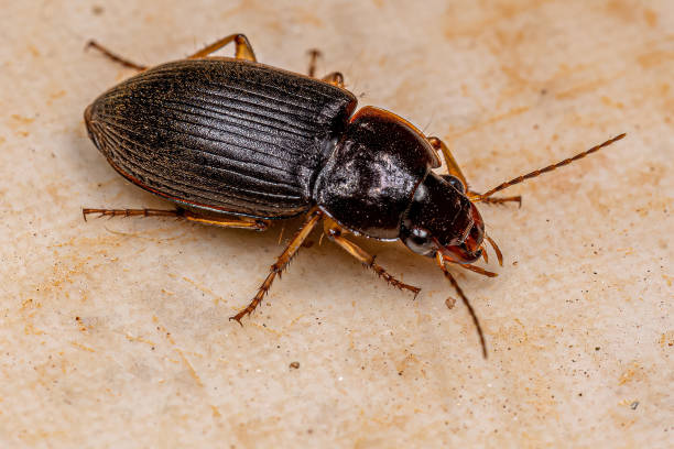 istock Adult Ground Beetle 1433208100