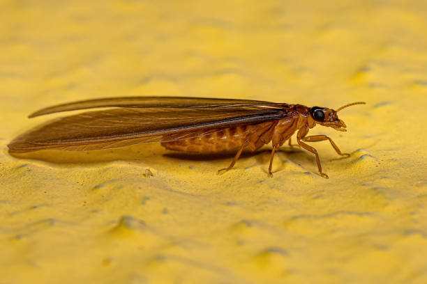 istock Adult Higher Termite 1433208112