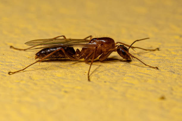 istock Adult Male Winged Carpenter Ant 1433208126