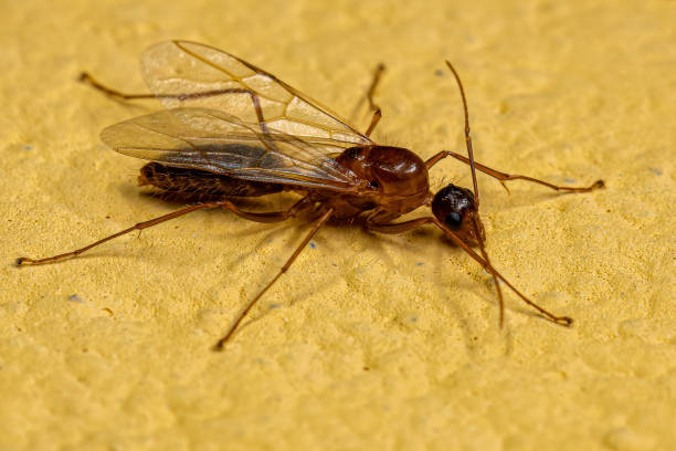 istock Adult Male Winged Carpenter Ant 1433208143