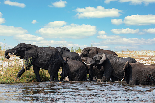 A herd of african elephants (Loxodonta africana) crossing Chobe River, Chobe National Park, Botswana, Africa.