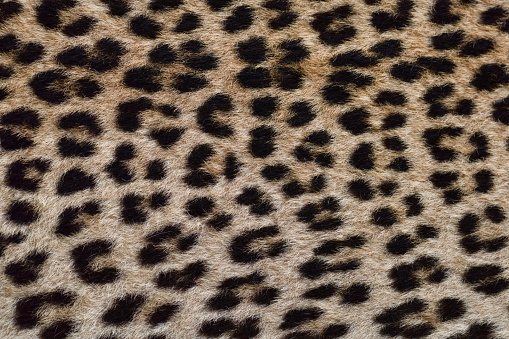 detailed photo of leopard fur