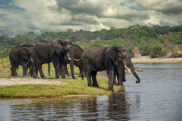 Herd of Elephants in Chobe river, Botswana, Africa