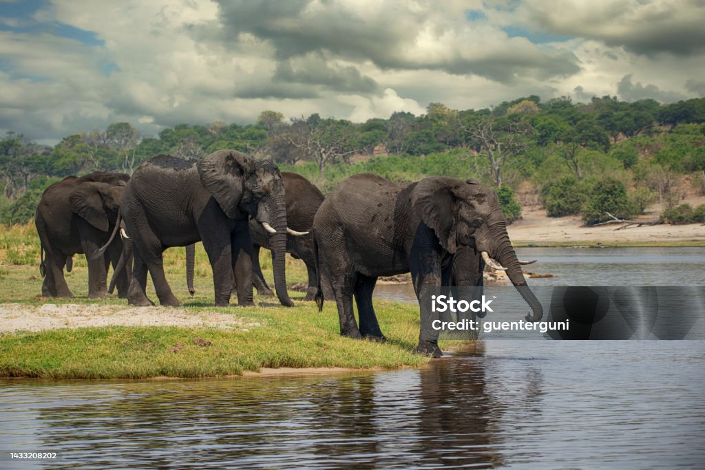 Herd of Elephants in Chobe river, Botswana, Africa A herd of african elephants (Loxodonta africana) crossing Chobe River, Chobe National Park, Botswana, Africa. Zambezi River Stock Photo