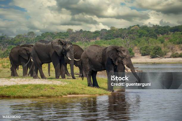 Herd Of Elephants In Chobe River Botswana Africa Stock Photo - Download Image Now - Zambezi River, Botswana, Africa