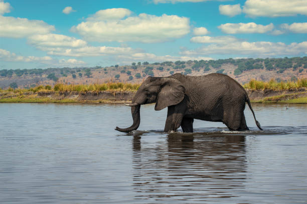 African Elephant, Animal, Elephant, Africa, Botswana