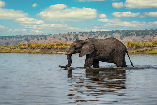 An african elephant (Loxodonta africana) is crossing the Zambezi River, Zimbabwe