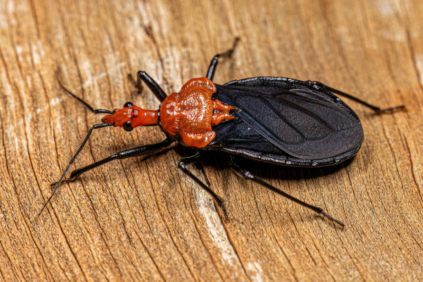 istock Adult Millipede Assassin Bug 1433208233