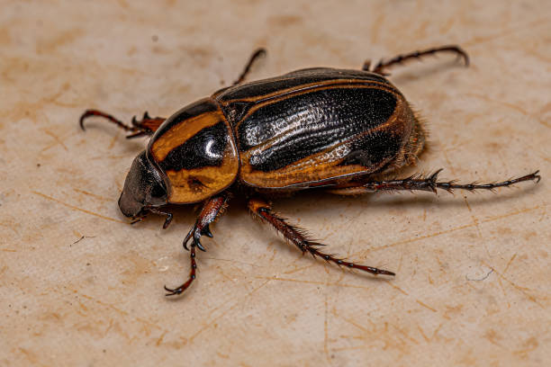 istock Adult Rhinoceros Beetle 1433208241