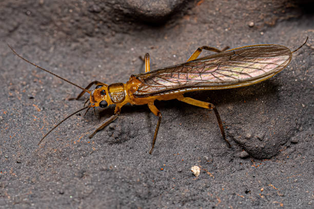 istock Adult Common Stonefly insect 1433208900