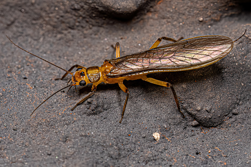 Adult Common Stonefly insect of the Family Perlidae