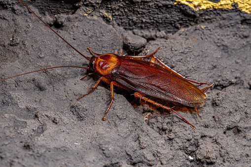 Cucaracha americana adulta photo