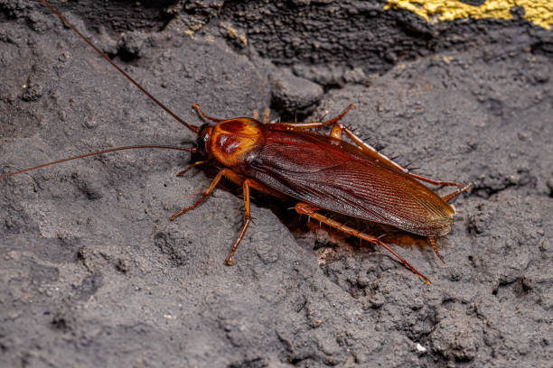 Adult American Cockroach Adult American Cockroach of the species Periplaneta americana arthropod stock pictures, royalty-free photos & images