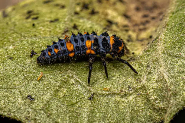 Photo of Convergent Lady Beetle Larva